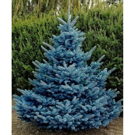 Blue Spruce Seeds (Picea pungens glauca blue) - Price €1.95