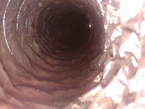 Widlife Home Damage — Wildlife Company LLC