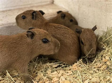 baby capybara rcapybara