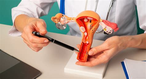 Como Fica O Utero Na Menopausa - A menopausa e o seu impacto na saúde óssea da mulher | Revista ...