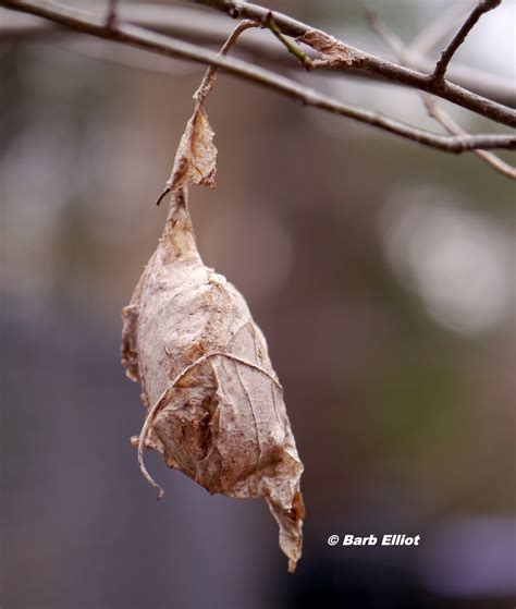 Polyphemus Moth Cocoon