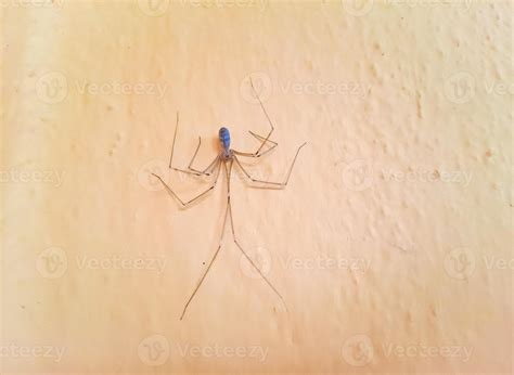 Longbodied cellar spider, daddy long-legs spider, Pholcus phalangioides