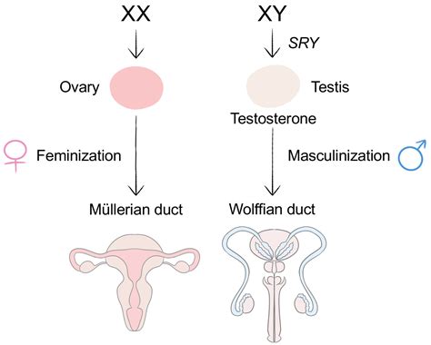 Prenatal Sex Hormone Exposure Is Associated with the Development of