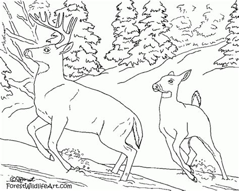 Forest Animals Coloring Pages - Coloring Home