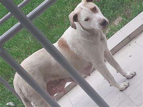 Осинови куче и му помогни/а не купувай🐶♥️🏡