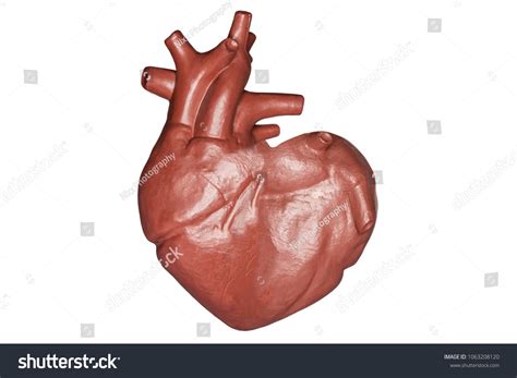 Human Heart Heart Shape Part Anatomy Stock Photo 1063208120 | Shutterstock