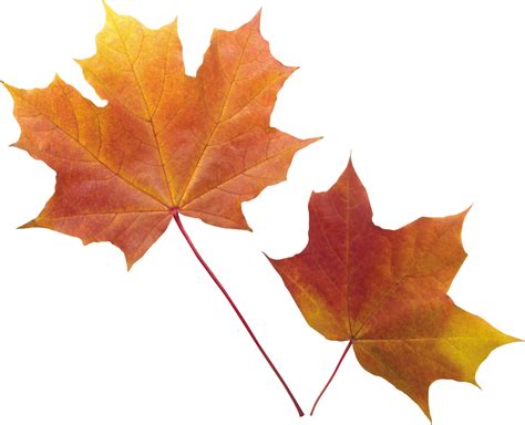 Autumn Leaves PNG Transparent