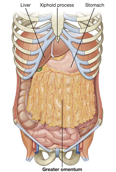Abdominal Anatomy - Anatomy Of The Abdomen 1 - In this anatomy course ...