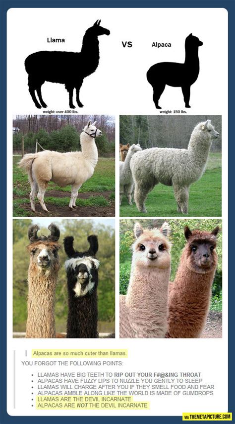 Llama vs. Alpaca…