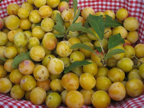 Mirabelles de Lorraine . | Mirabelle, Fleur jardin, Cuisine