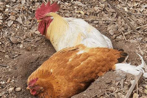 Creating a Dust Bath for Chickens | Chicken Fans