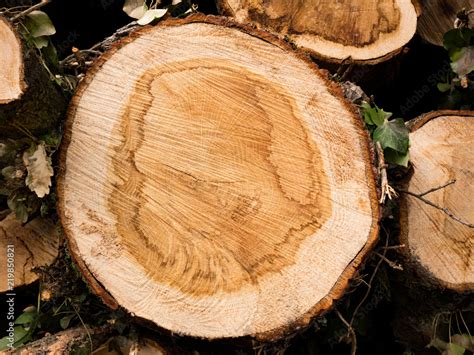 Cross section of a tree. Top view of tree rings Stock Photo | Adobe Stock