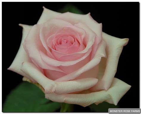 Roses | Monster Rose Farm