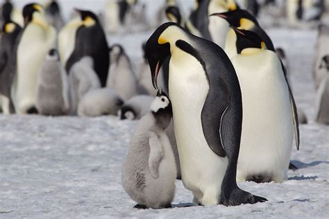 Emperor Penguin Facts - WorldAtlas