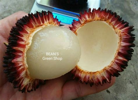 pulasan  postimages
