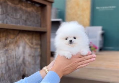 Teacup Pomeranian girl from korea