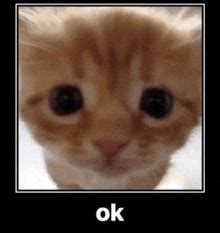 GIFs de Ok Cat | Tenor