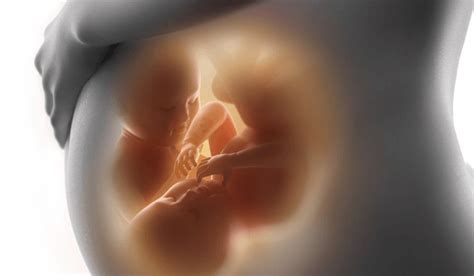 Como Faz O Bebe - Especial mês da mulher - O desenvolvimento do bebê dentro da barriga ...