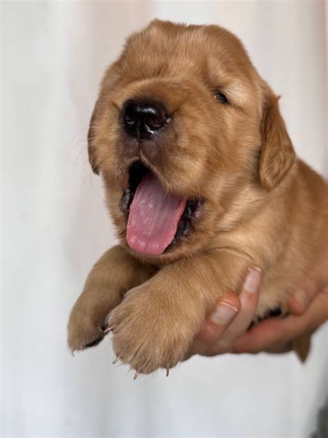American Goldens | Купить щенка золотистого ретривера с родословной