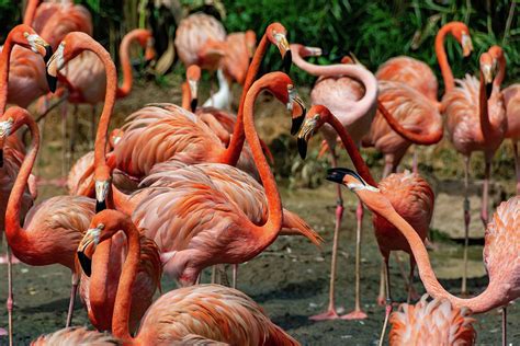 flock  pink flamingo    pond   food  photograph