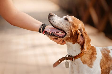 Signs of Valley Fever in Dogs As Fungal Disease on the Rise in U.S