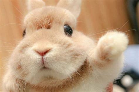 adorable rabbit raising  hand