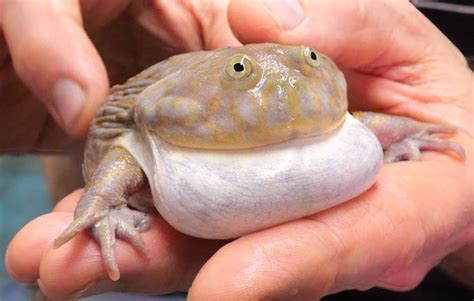 Budgett's Frog 101: The Peculiar Wide-Mouthed Species