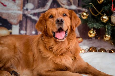 golden retriever colors rarest   common   animals