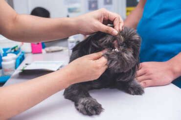 Arcada Dentaria Shih Tzu - Shih Tzu Teeth Care: A Complete Guide | Shih Tzu Pedia