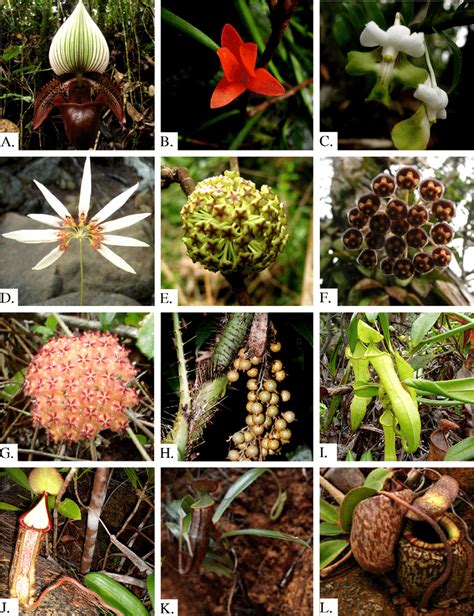 (A-L) Some endemic, threatened and rare plants of Hamiguitan Range. (A ...