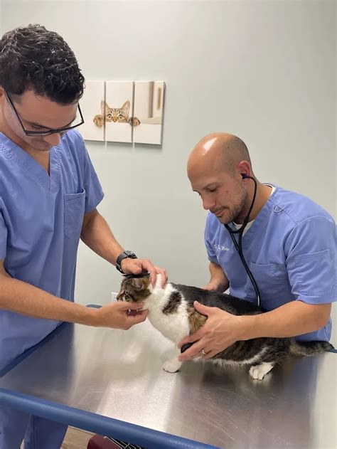 bay area veterinary care