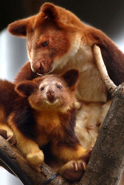 tree kangaroos | Cute animals, Unusual animals, Animals beautiful