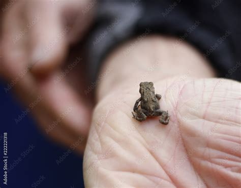 Baby Frog Stock Photo | Adobe Stock