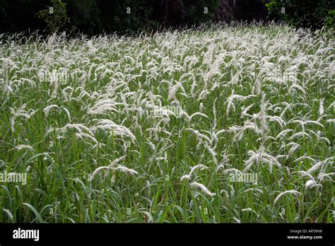 rhizomatous grass imperata cylindrica   cogon grassus blady