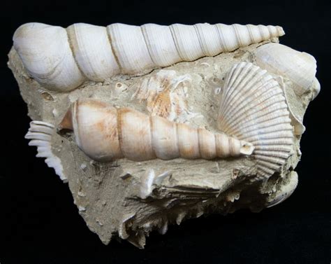 Beautiful Fossil Turritella Cluster - France (#10324) For Sale - FossilEra.com