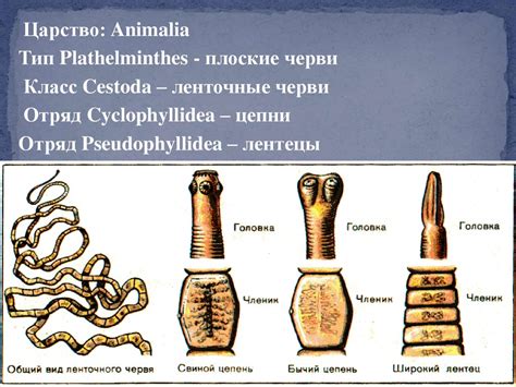 Общая характеристика цестод дифиллоботриоз плотоядных. Дипилидиоз ...