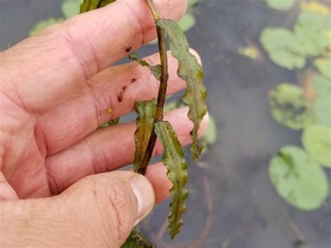 Curly-Leaf Pondweed | Nebraska Invasive Species Council | Nebraska
