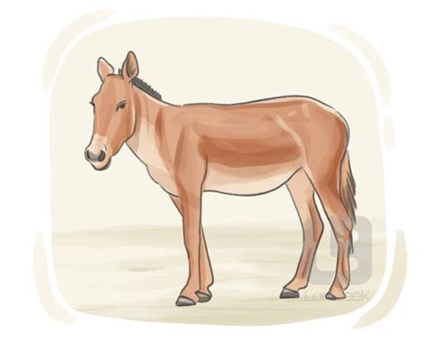 definition meaning  onager langeek