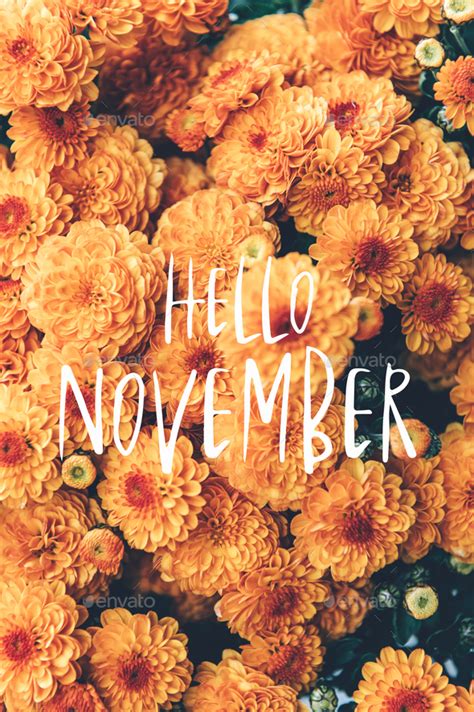 Hello November text and chrysanthemum Stock Photo by Manuta | PhotoDune