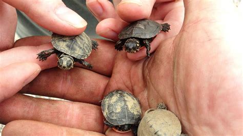 As baby turtles emerge, some tips to keep them safe