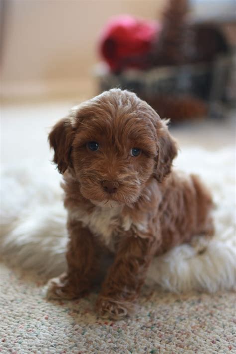 Goldendoodles Near Dallas | Adoption Process | Hidden Acres Puppies