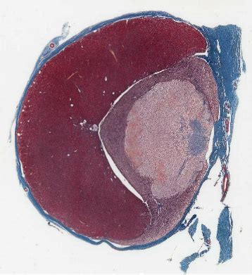 diagram  ahs ts pituitary gland histology diagram quizlet
