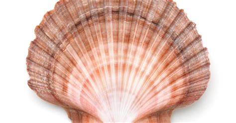 Scallops Animal Facts - Pectinidae - A-Z Animals
