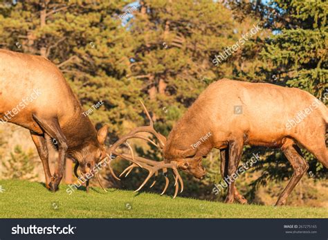 Bull Elk Fighting Stock Photo 267275165 | Shutterstock