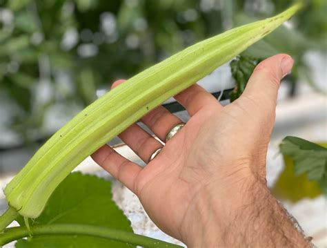 Okra Images