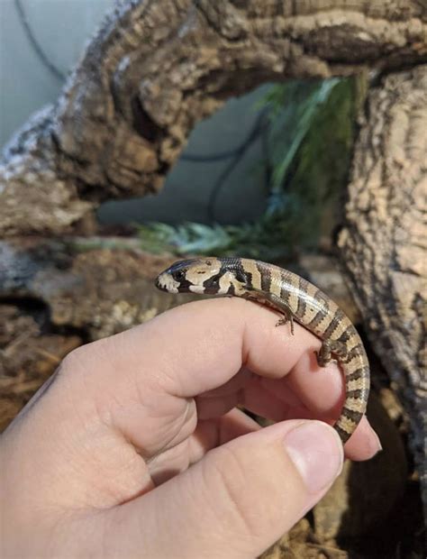 Tiger salamander care in captivity – Artofit