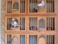 21 Pigeon nest boxes ideas | pigeon nest, pigeon, pigeon loft design