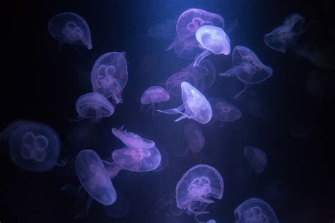 30 почти космических фотографий медуз