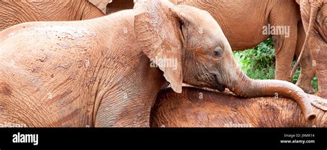 Baby elephants playing Stock Photo - Alamy