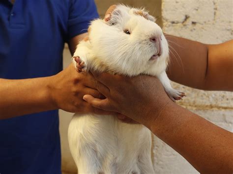 Peruvian Food Guinea Pig